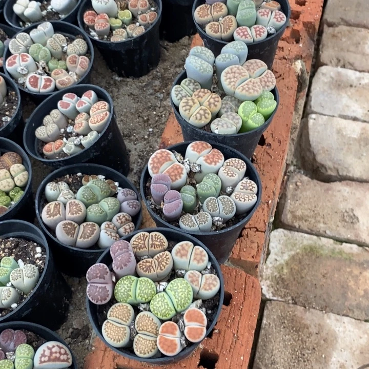 _***〕生石花等植物和植物493