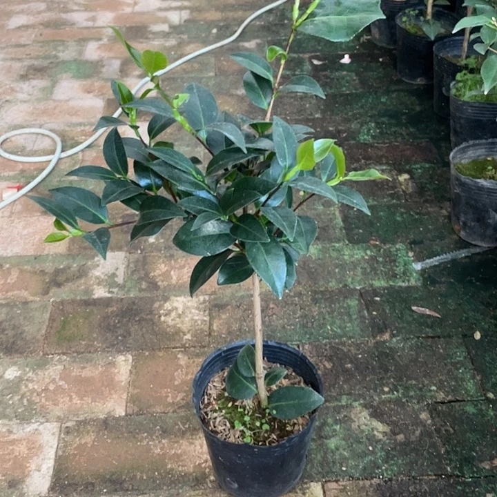 大部分花苞少量开放，志愿者