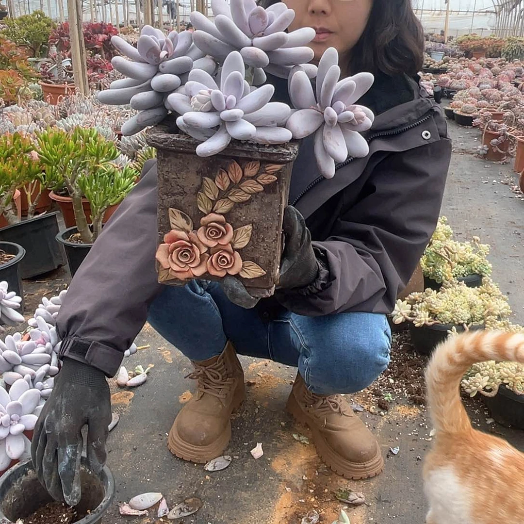 四头起鸡蛋美人9.9米 量拍多肉