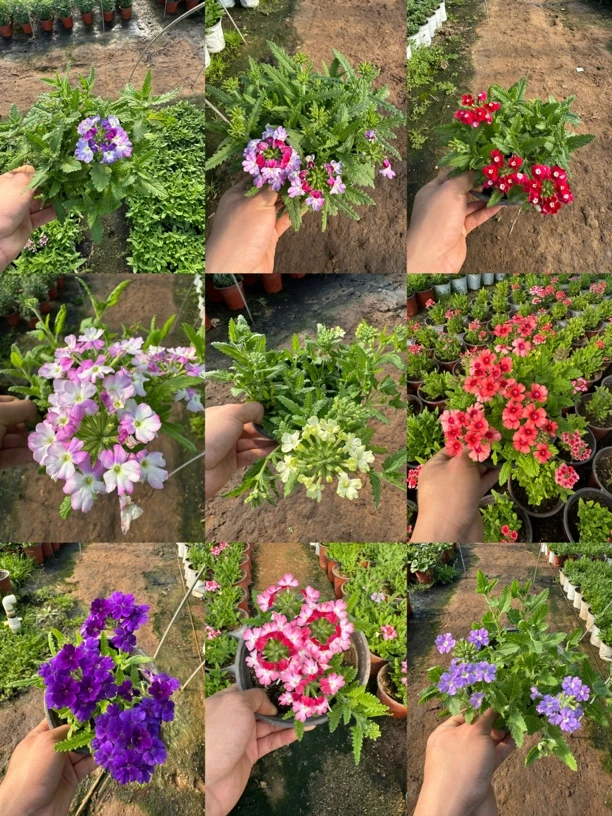 【进口种苗150#爆盆】美女樱室外庭院植物阳台花卉多年生四季开花