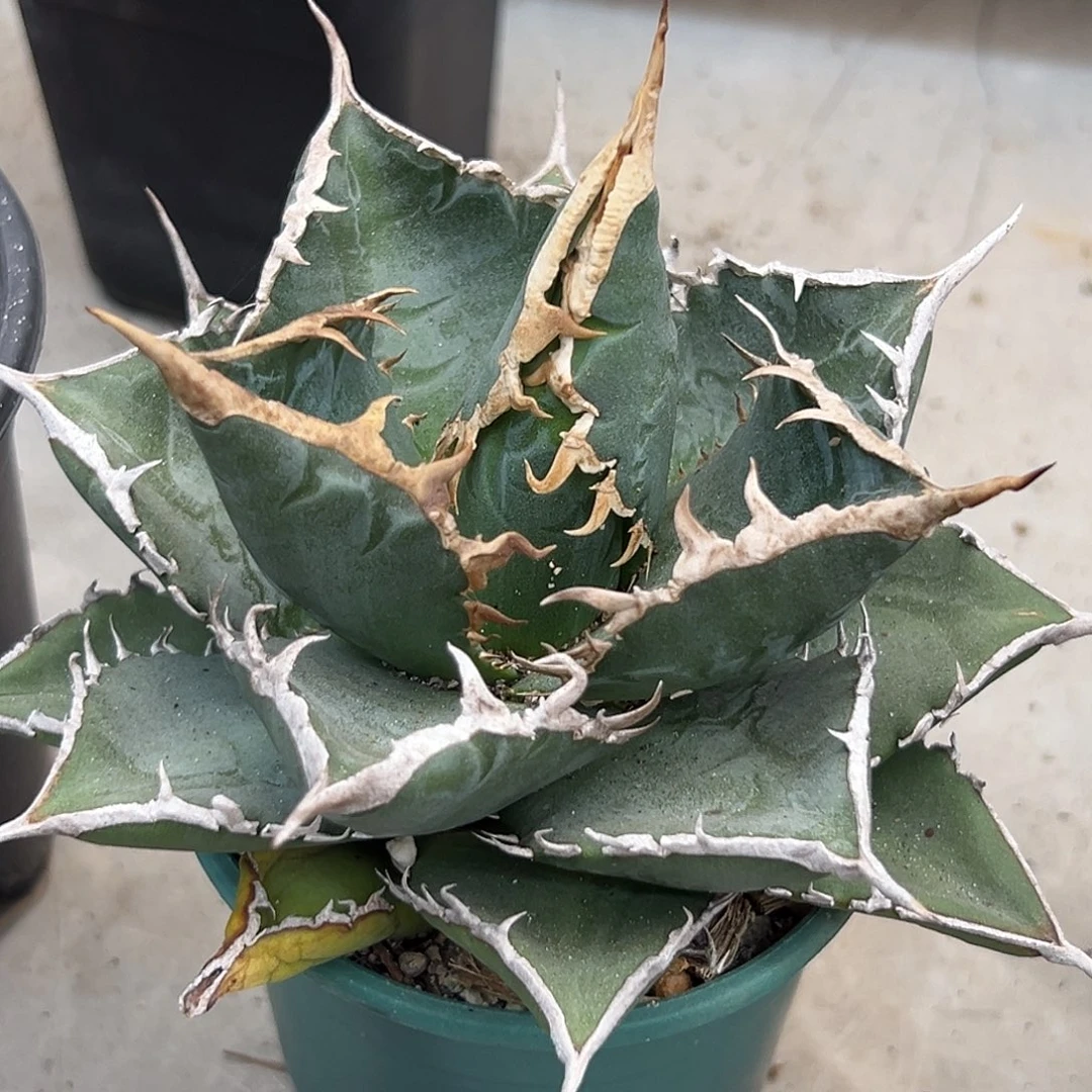 海王一物一拍偏远不包邮不退不换