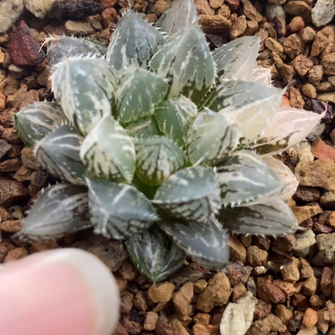 206小叶楼兰玉露锦一物一拍
