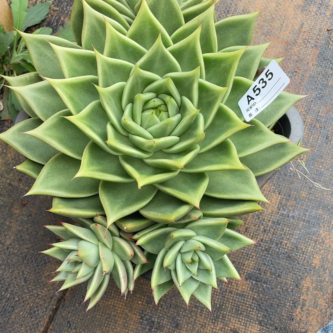 奕***宝若如东云单拍A535