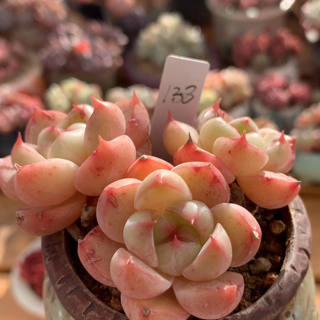 蓝眼睛一物一拍 034