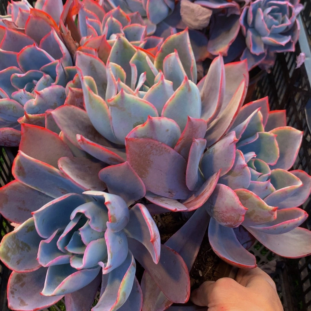 晚霞群三头起一颗