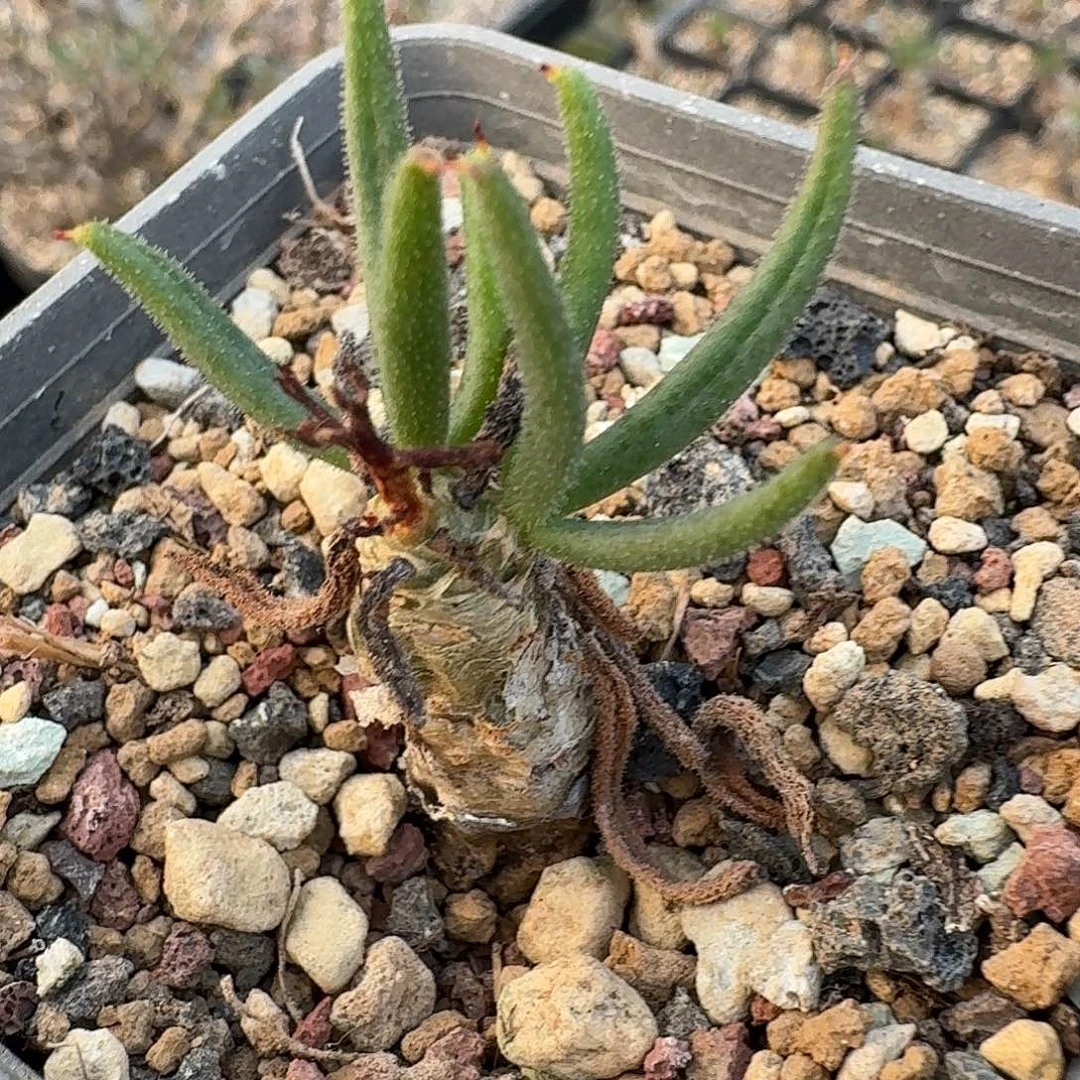 rooiberg产地毛叶万物想