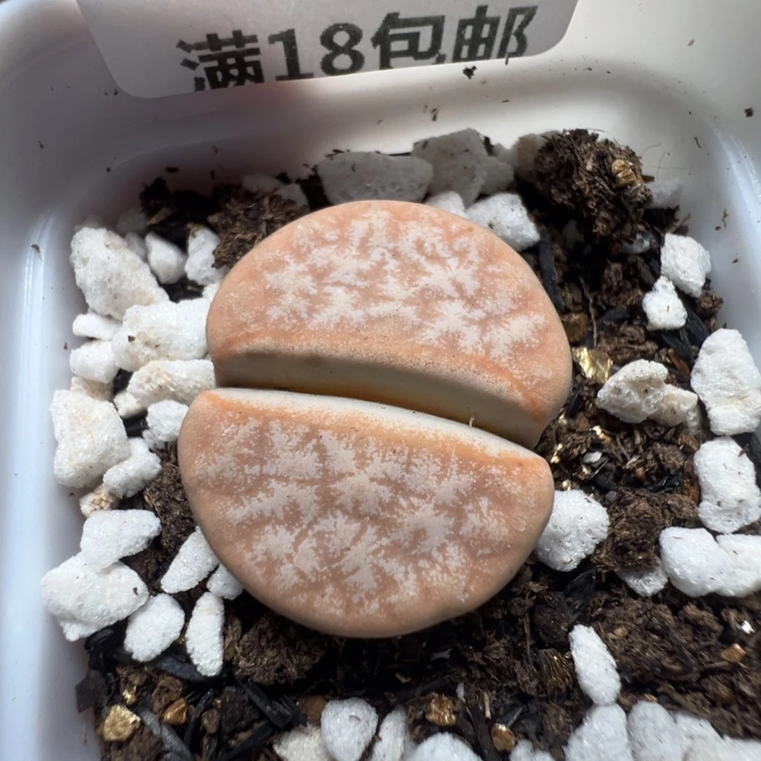 【闪购商品】 472。