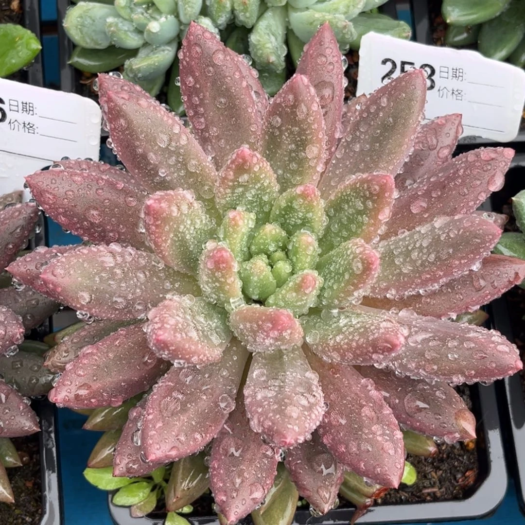 水晶球个体多肉植物253