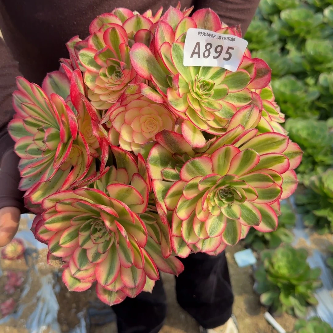 895荔枝。多肉植物