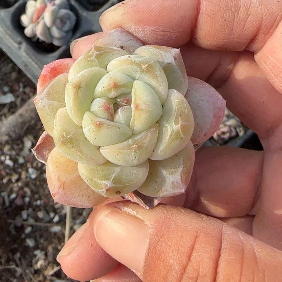 小卡拉米糖心一物一拍