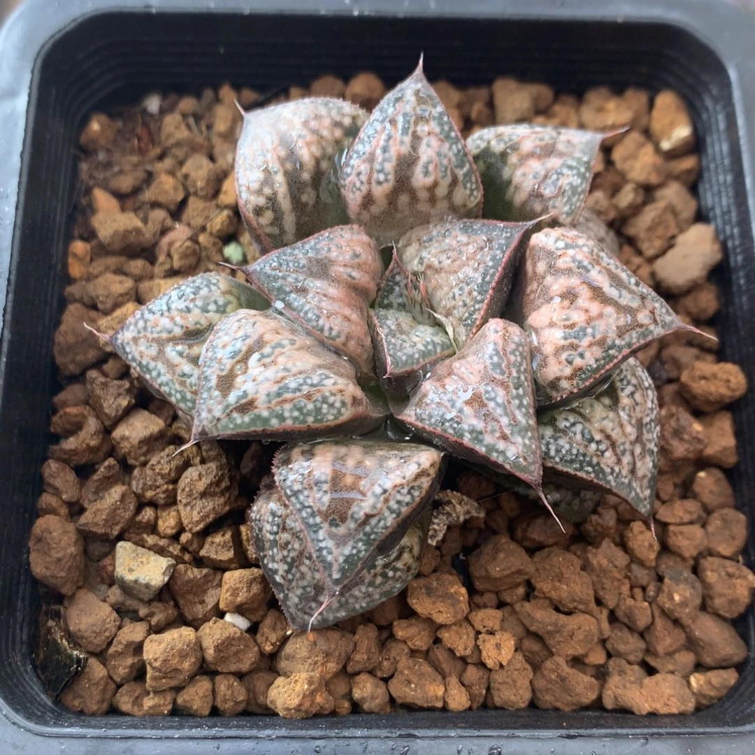 花魁青蟹一物一拍