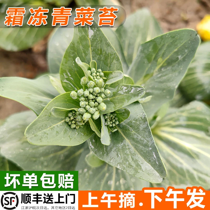 农家菜苔现摘露天霜冻青菜苔自种香甜嫩菜心青菜菜芯菜头白菜苔