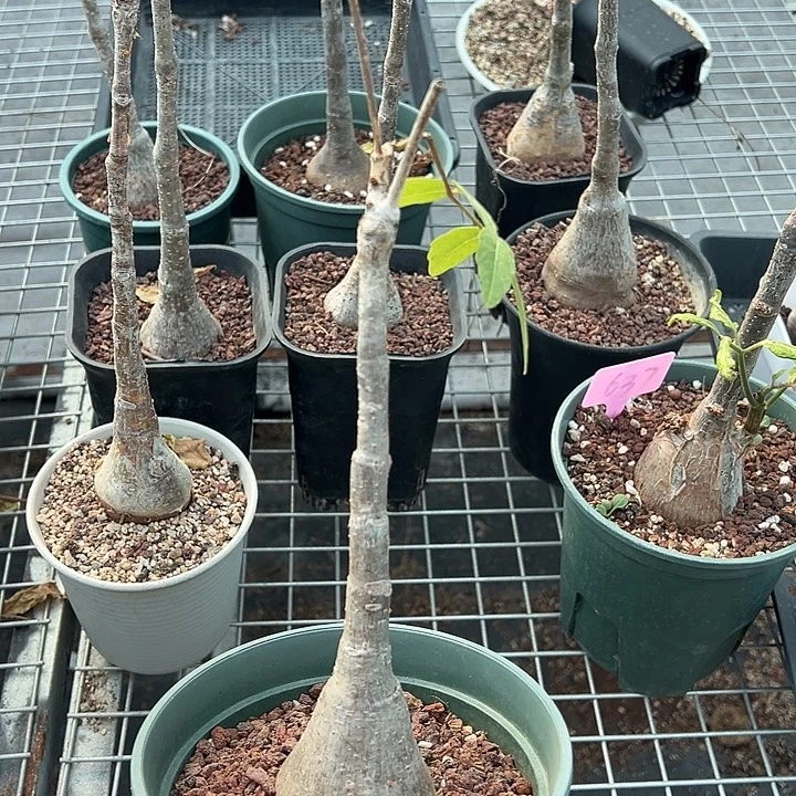 垂直葡萄园多肉植物