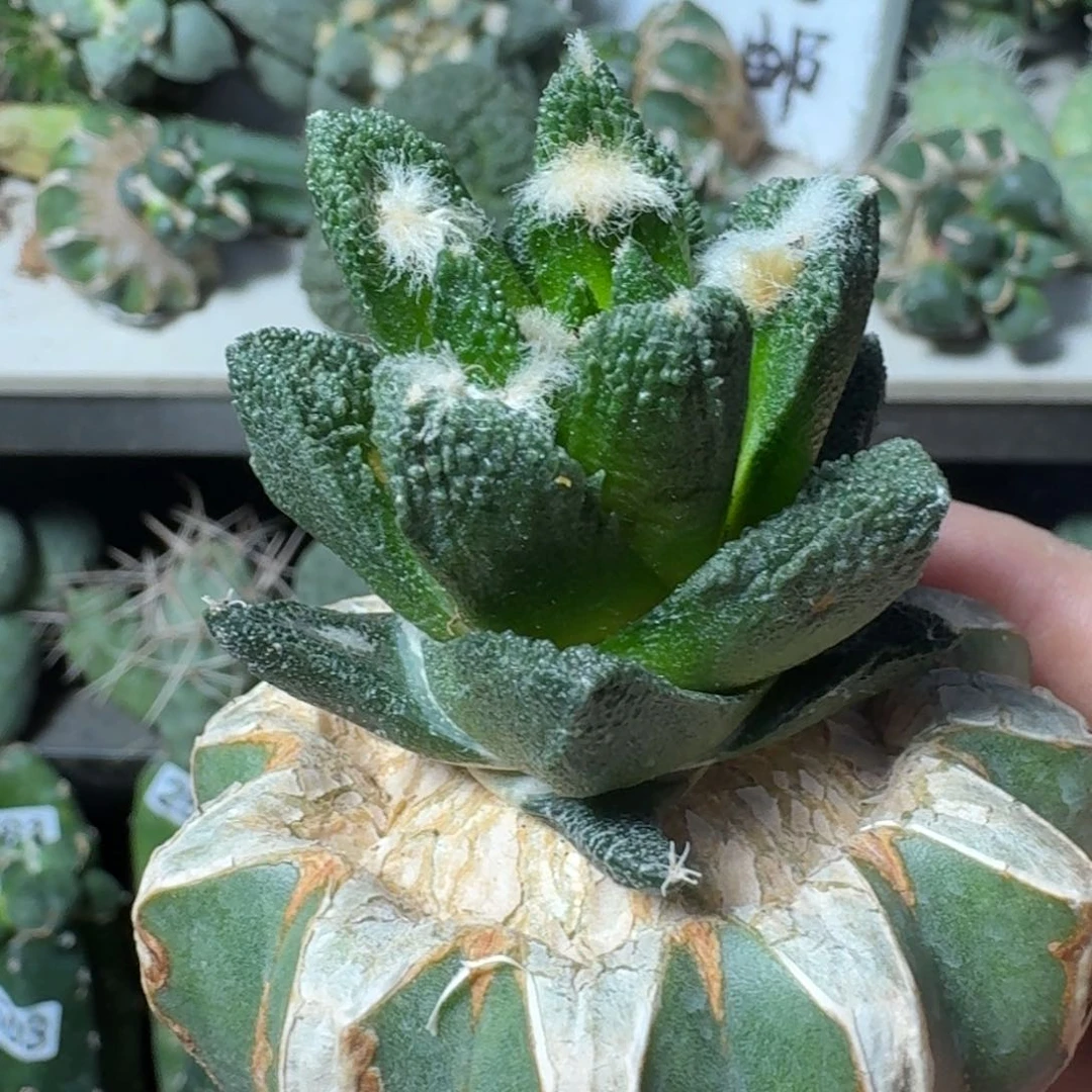 【闪购商品】无花朵梦*博士牡丹50