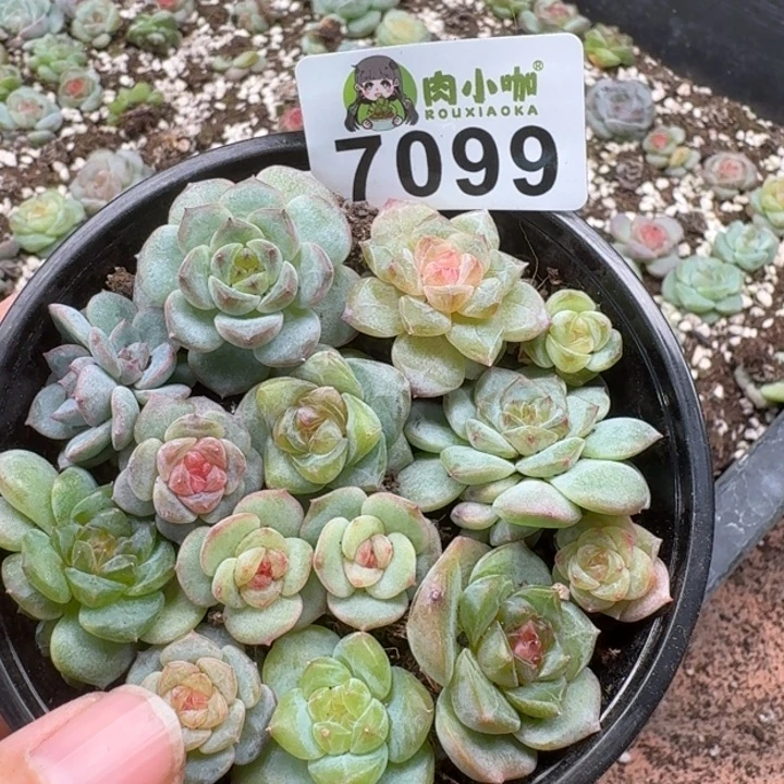 多肉植物多肉植物