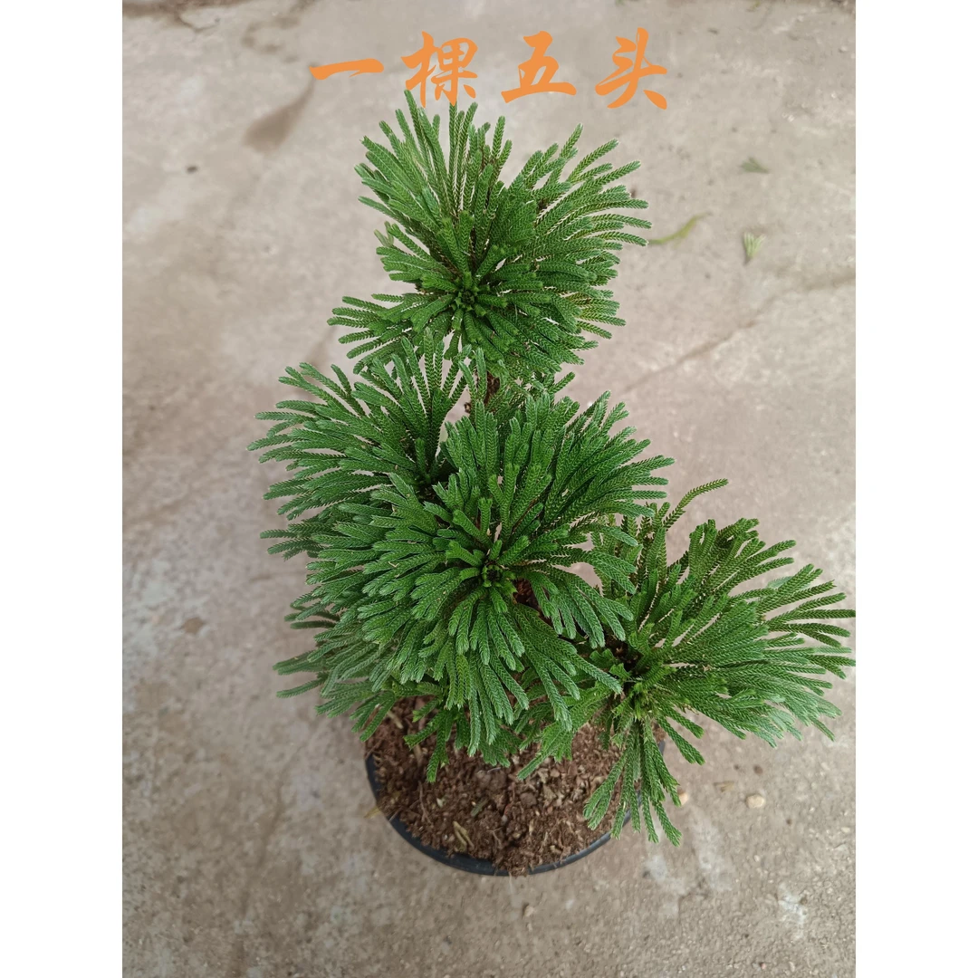 造型款还魂草卷柏小叶懒人植物容易养活