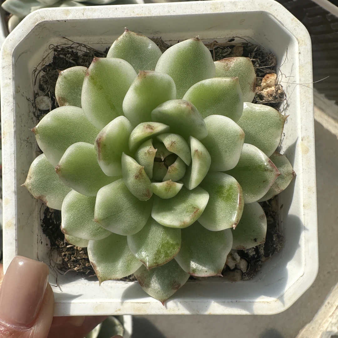 黑水晶锦，多肉植物