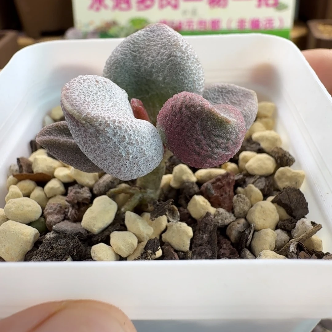 粉雪桃水泡多肉肉