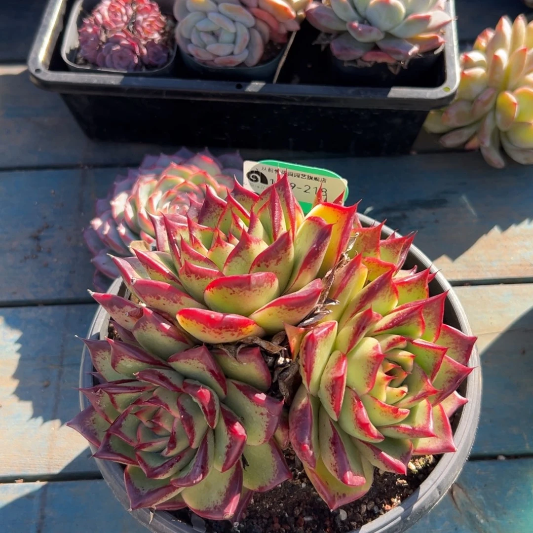 从前慢花园多肉编号1129-218