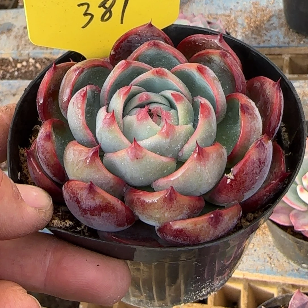 勺型惊鸿一物一拍包装收缩花旱381