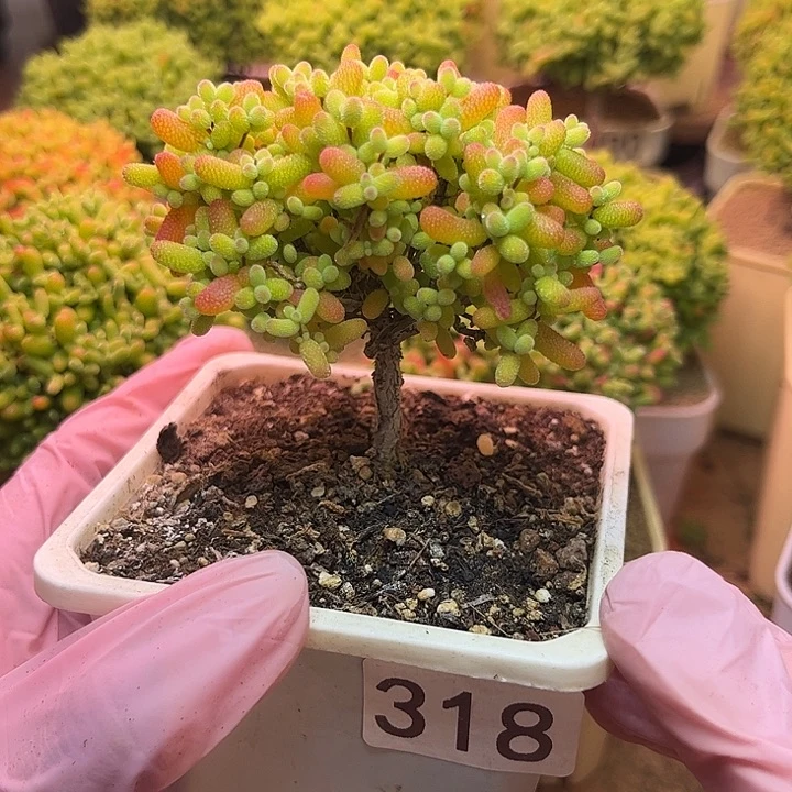 无花朵318金桔糖球