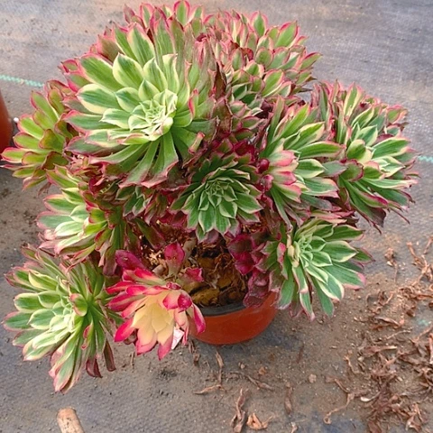 528天和多肉植物