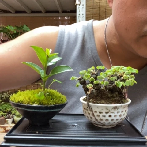 红陶一物一拍所见即所得78