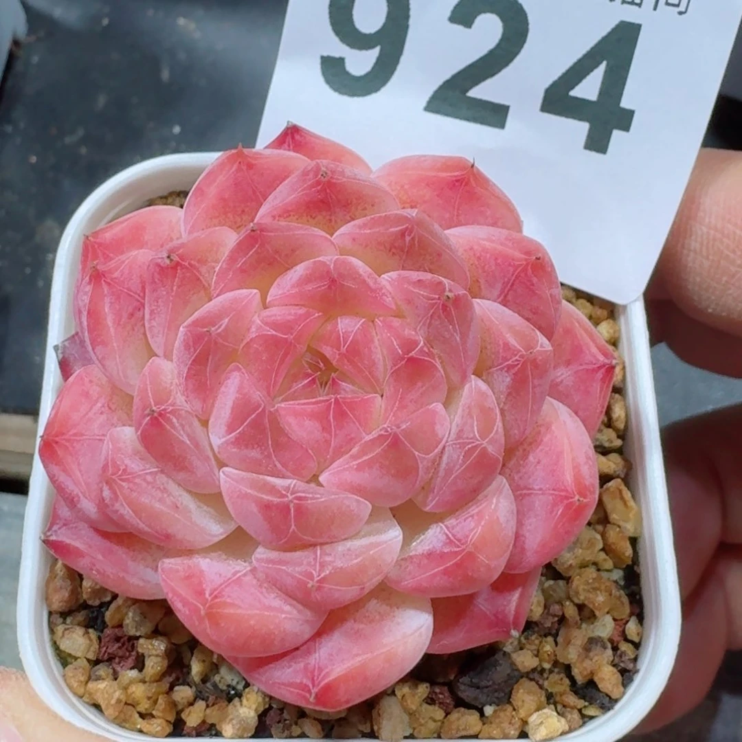 空**。美心         精品多肉