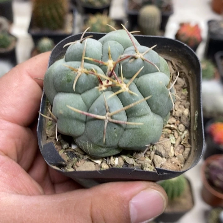 实生白肌天晃特价福利