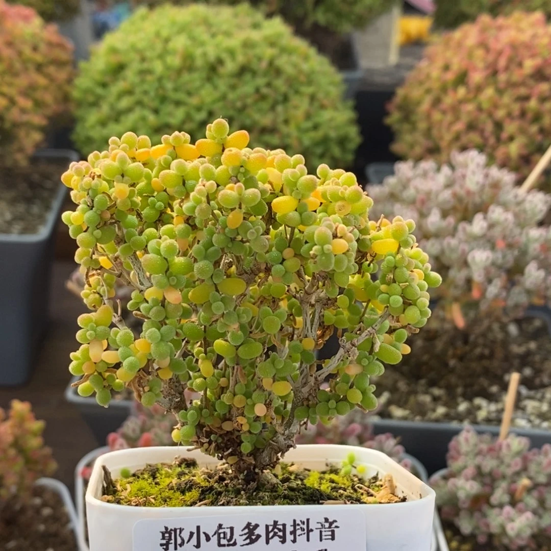 @***萱葡萄米4366枝干番杏