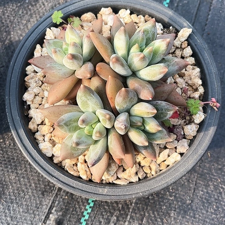 重楼13号码牌子的话说