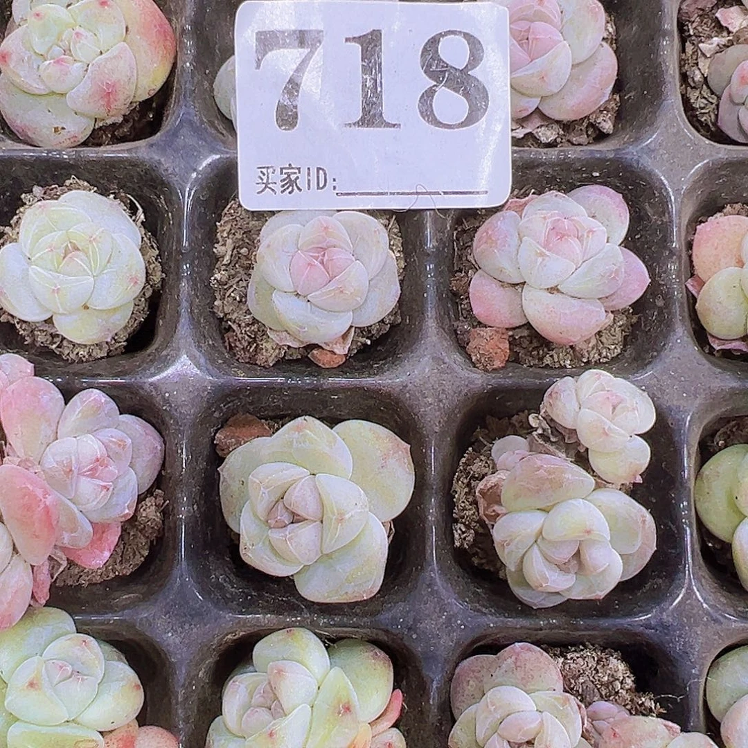 718穴盘冰玉5颗19包邮多肉