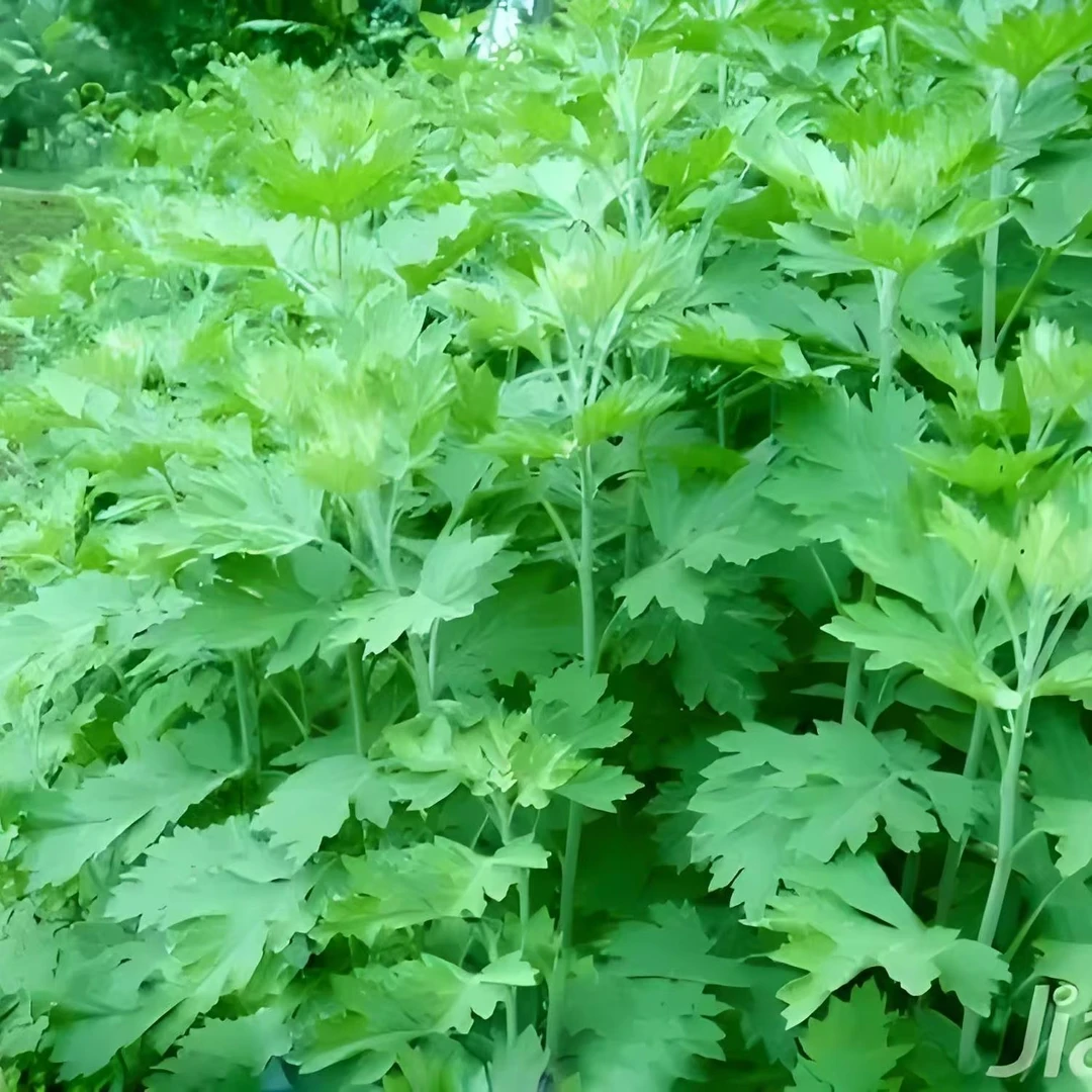 2025伏牛山端午头茬艾草艾叶原材泡脚熏蒸洗头月子泡澡浓郁艾草叶