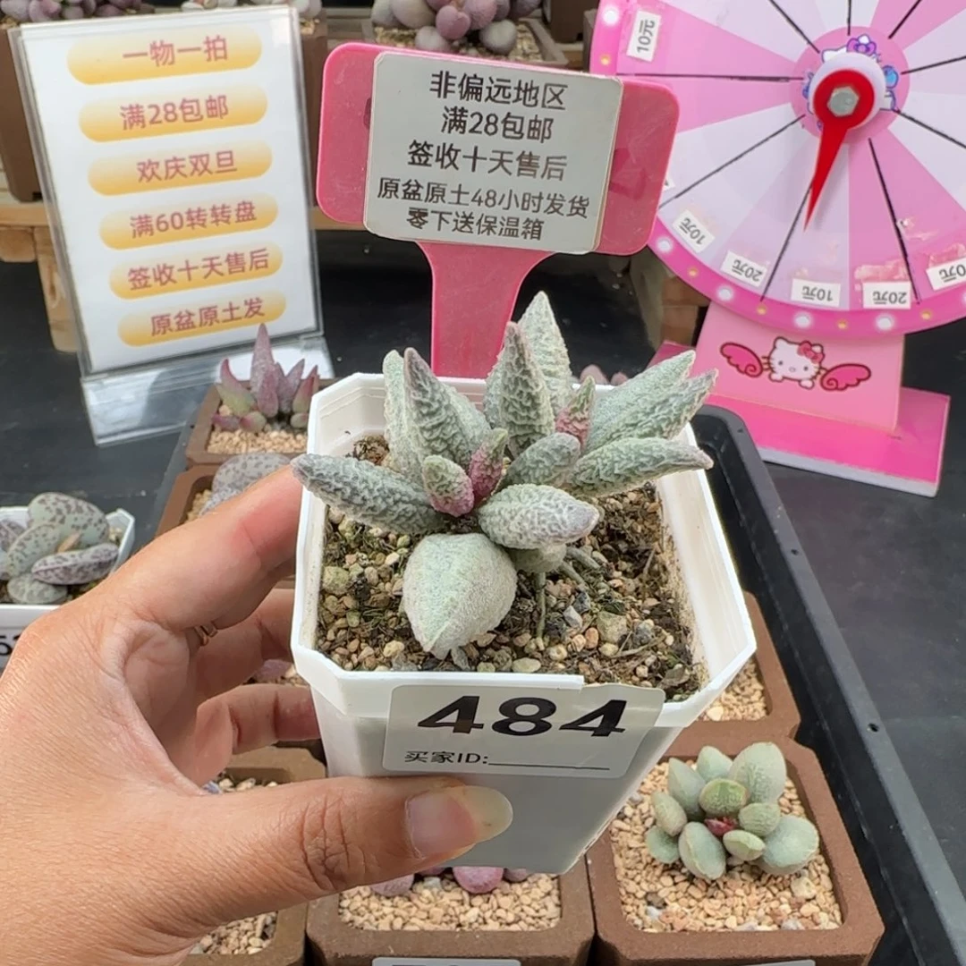 炒***条484融化纹冰淇淋多肉植物