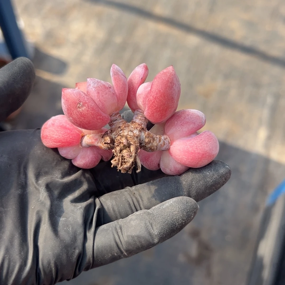 四头星影小树00000000000