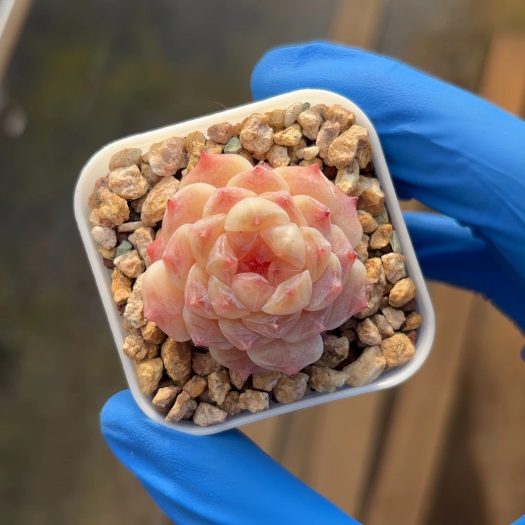 元旦福利初荷糖心