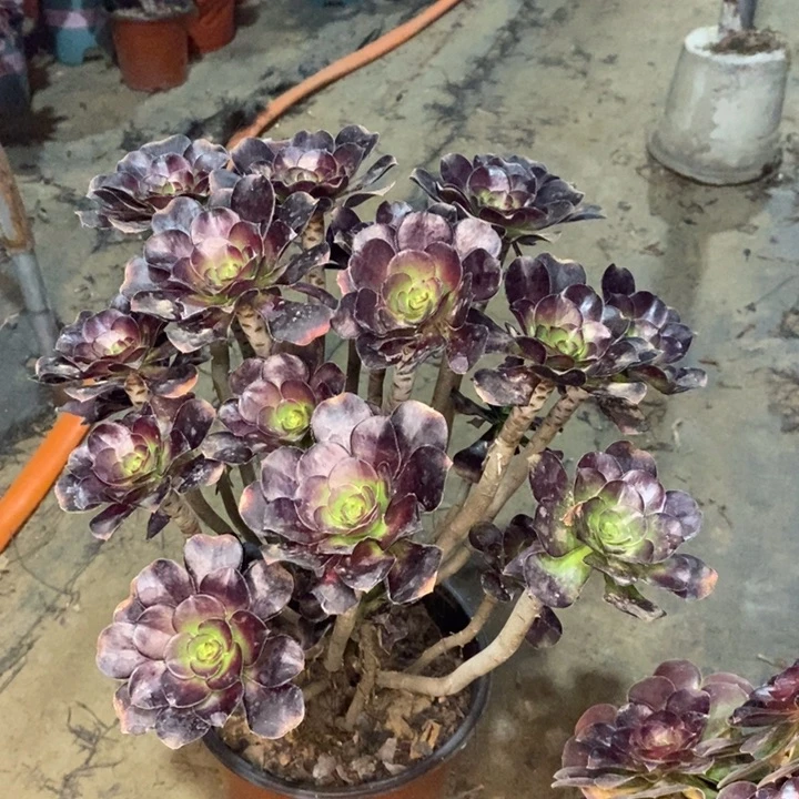 圆叶多肉植物52。