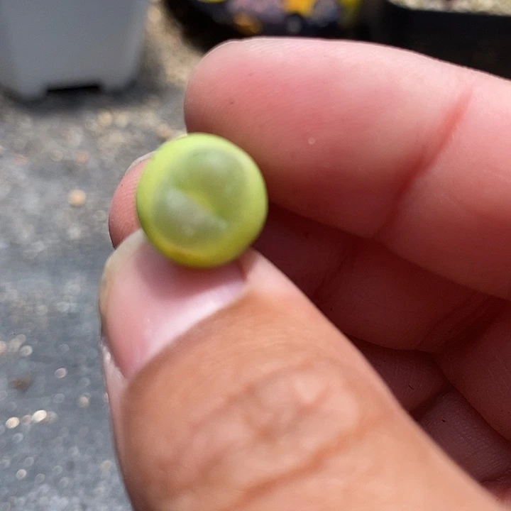 4502拉登样本一颗