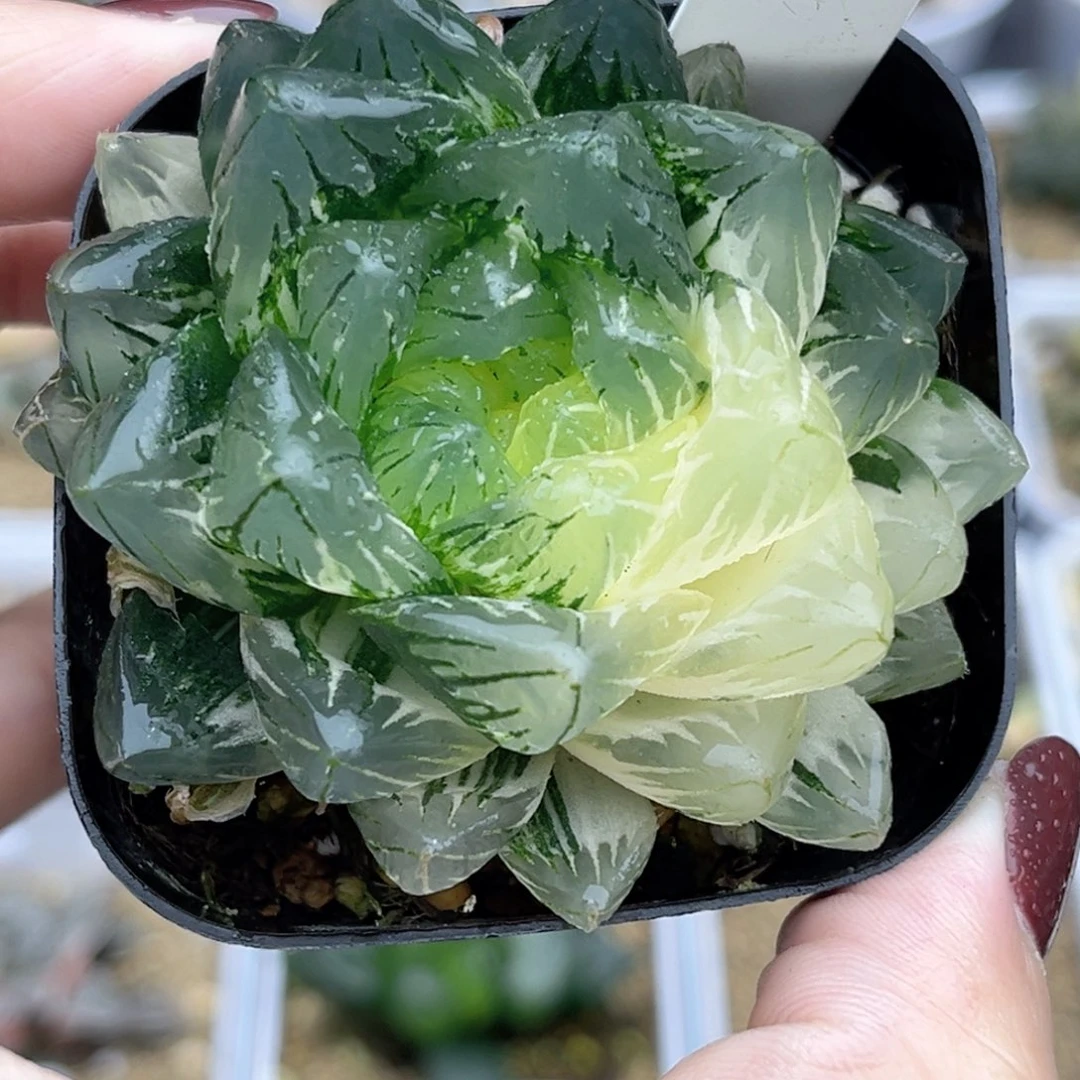 30巨大化龙鳞玉露锦福利专场