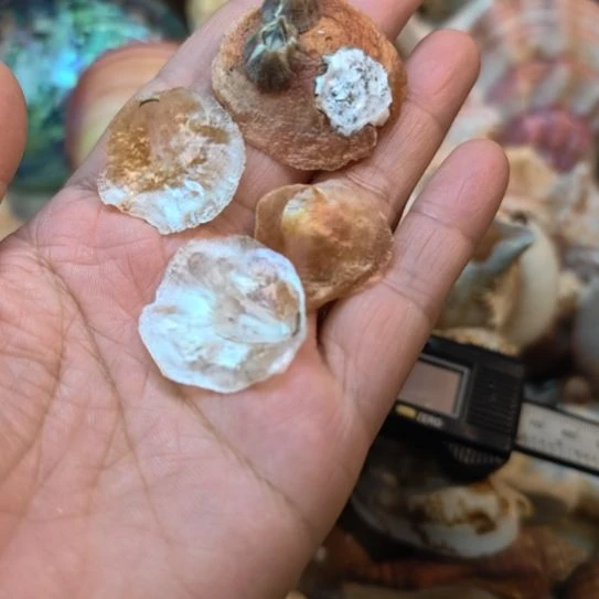 石材天然海螺贝壳