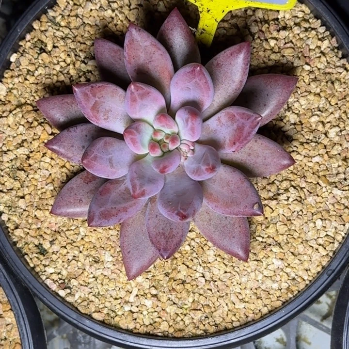 多肉植物虞美人875