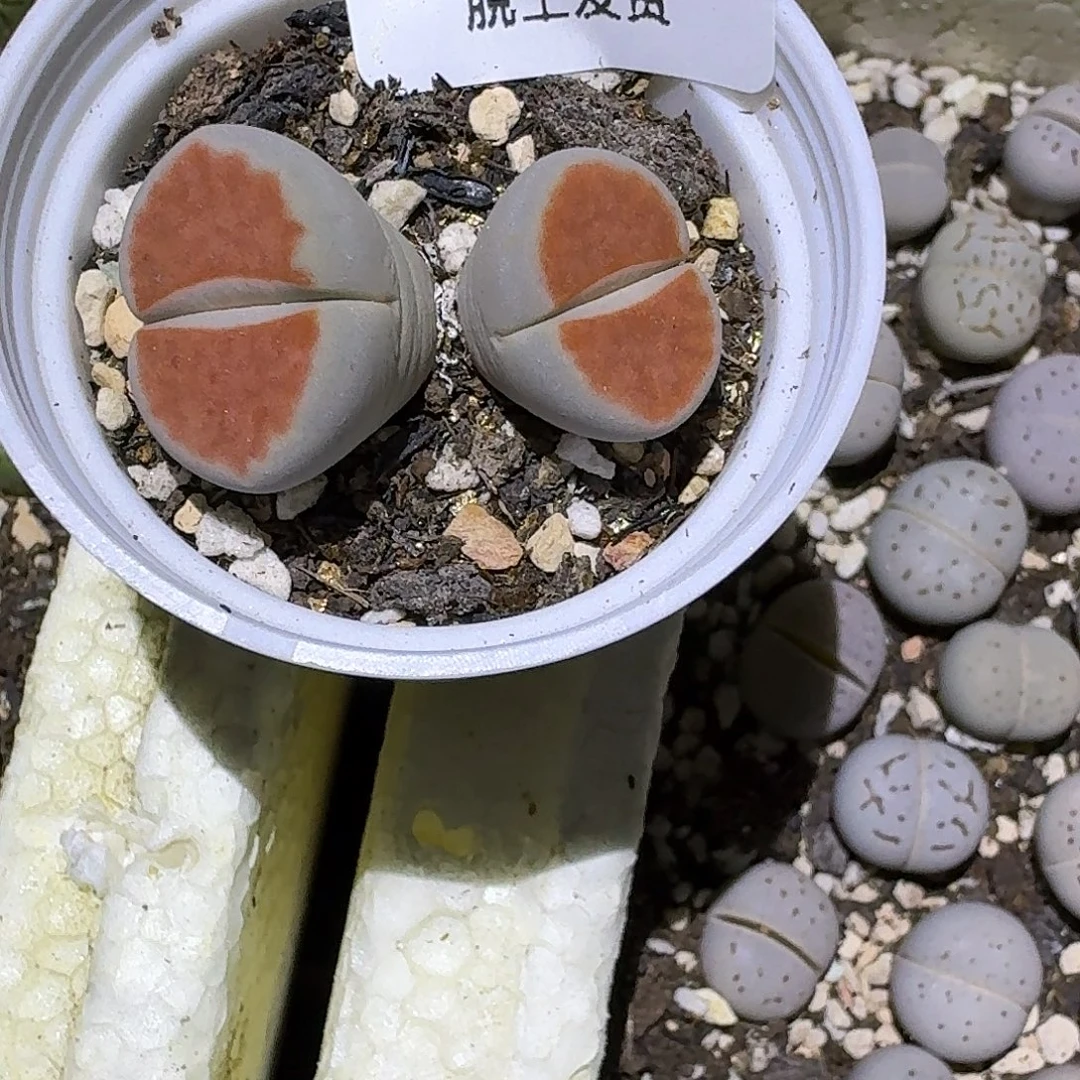 669多肉哈哈哈哈哈哈