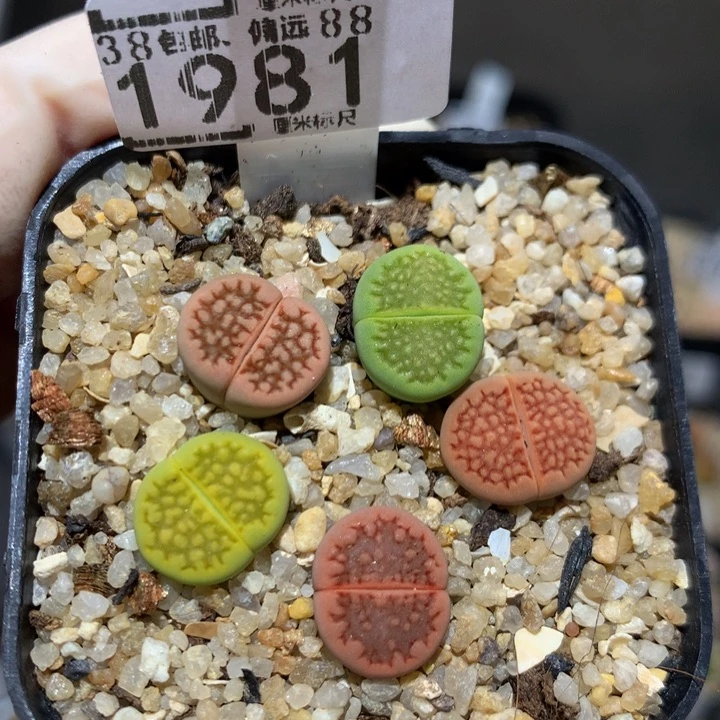 儿童节快乐生石花1981