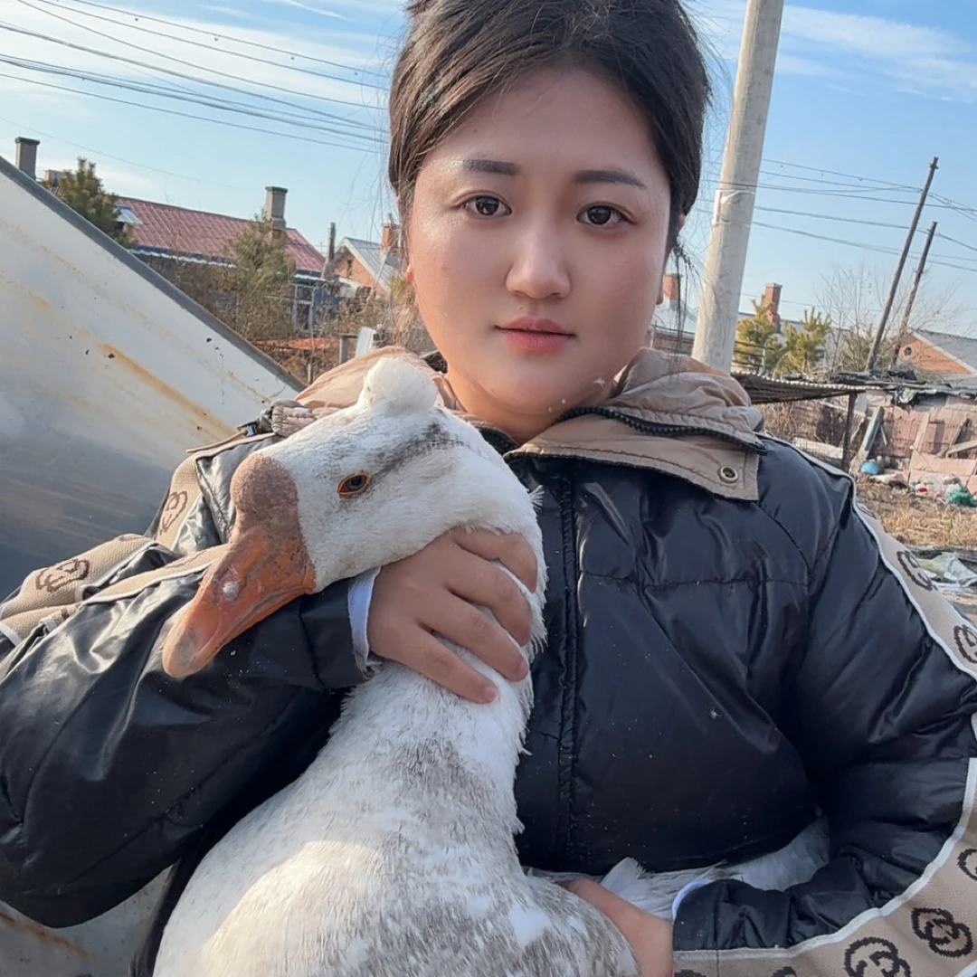 东北农村散养大鹅