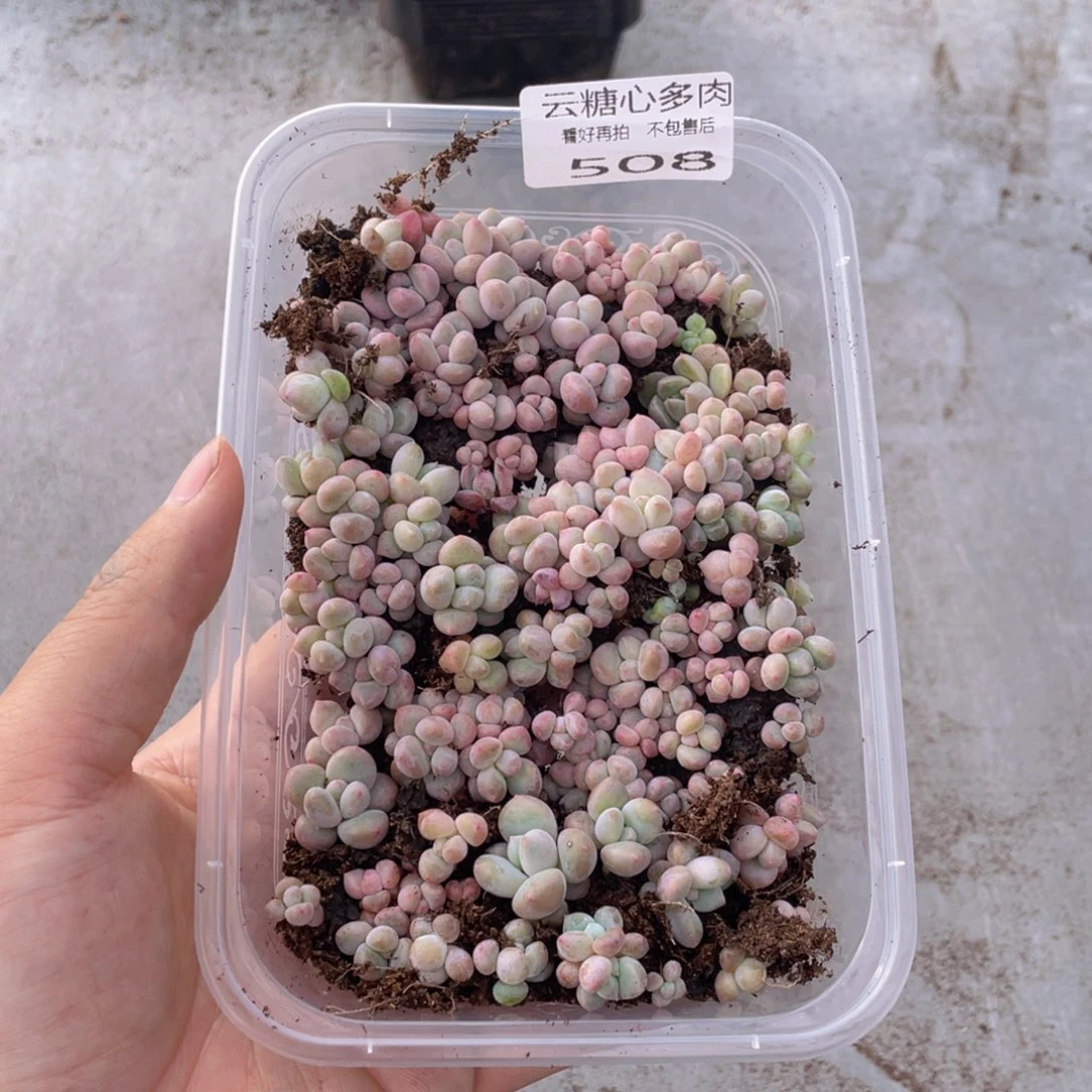 云糖心多肉植物508