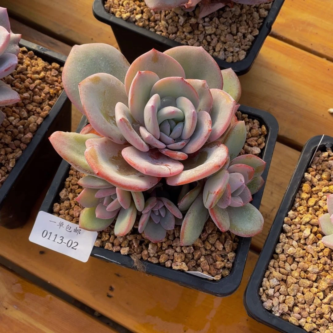 春****你0113-02-奶茶。。。。。多肉