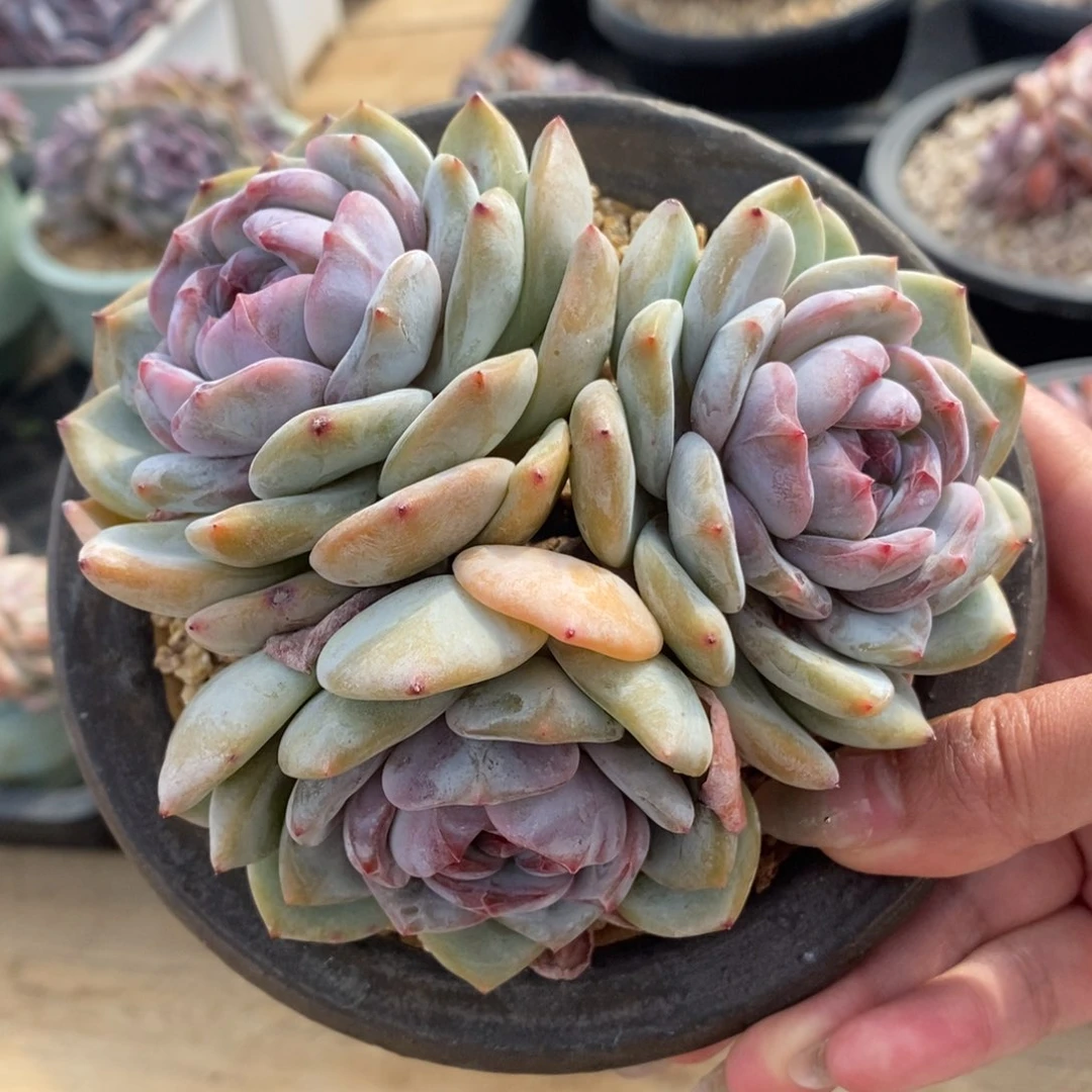 三头短肥圆脸朝上绿底紫心