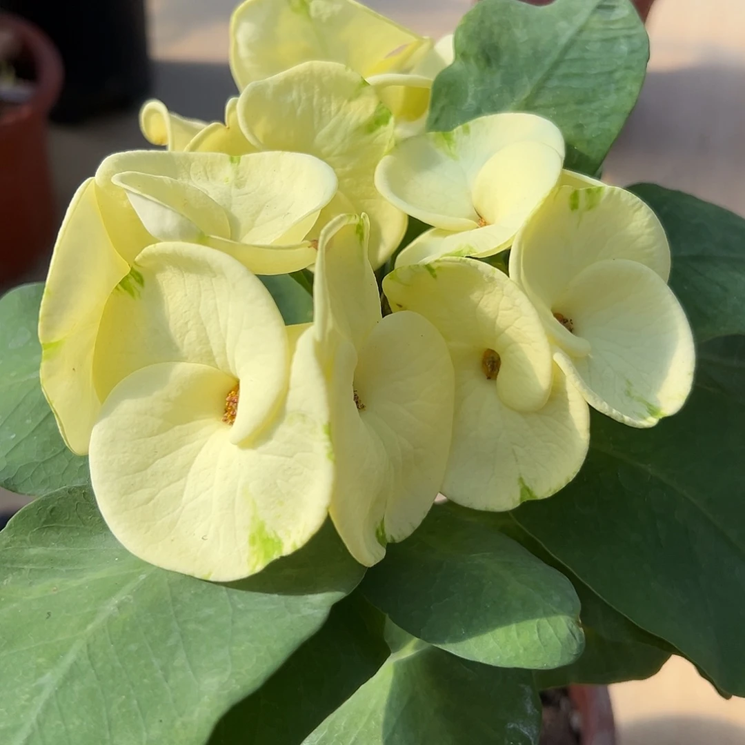 碧托金盏泰国大花虎刺梅