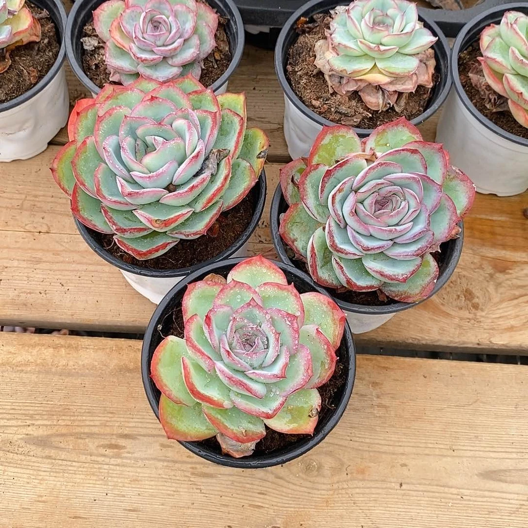 晨露大单头   福利多多