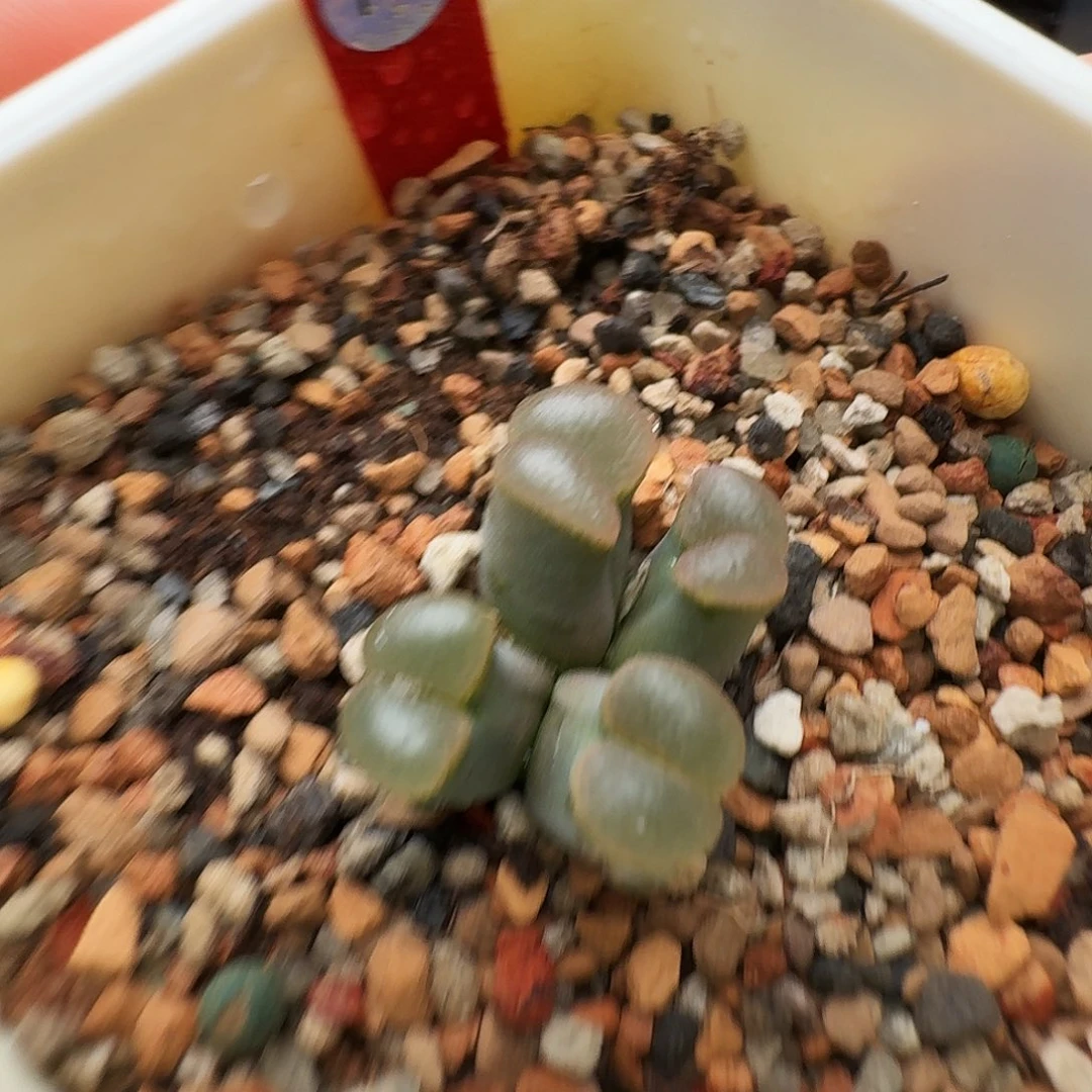 多肉植物福利风铃747